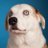WeRateDogs profile photo